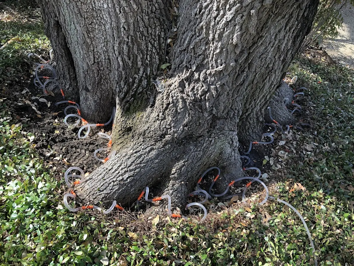 Detailed Tree Cabling and Bracing job site in North Hartland