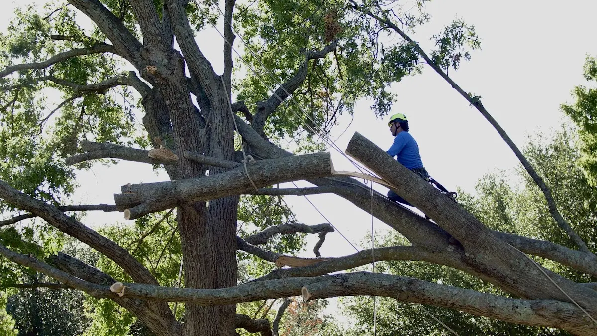 Professional Crown Thinning performed by certified arborists in North Hartland