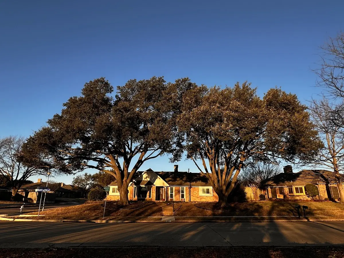 Established residential canopy tree shading a home in North Hartland