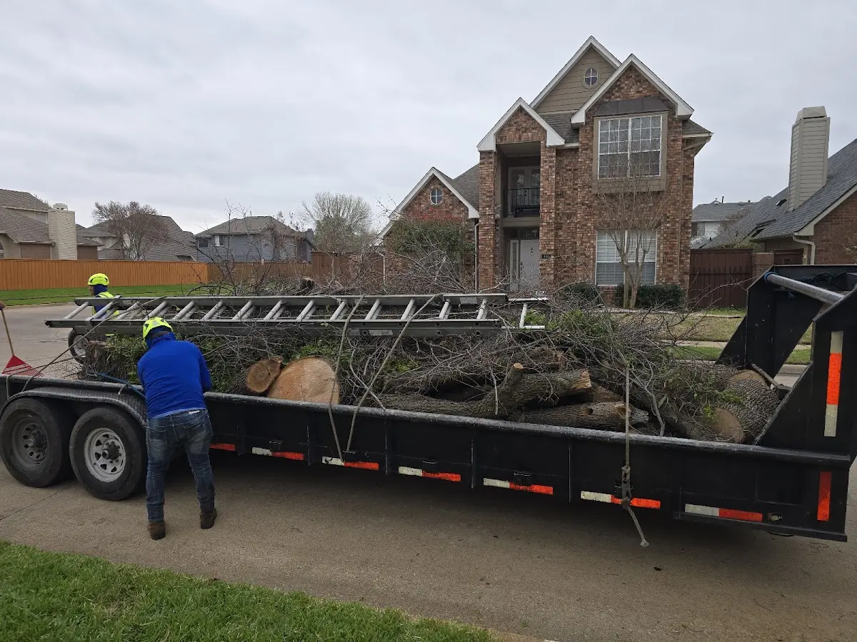 Expert Tree Pest Control with proper safety equipment in North Hartland